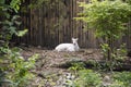 Albino Barking Deer or Muntiacus muntjak relaxing in cage at public park in Bangkok, Thailand