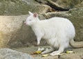 Albino bennetts wallaby