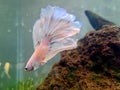 Albino Betta Fish Royalty Free Stock Photo