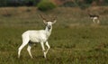 Albino Black-buck adult male portrait in greenery Royalty Free Stock Photo