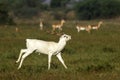 Albino Black-buck adult male portrait with group Royalty Free Stock Photo