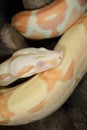 Albino Boa Constrictor Royalty Free Stock Photo