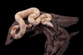 Albino Boa constrictor on a piece of wood Royalty Free Stock Photo