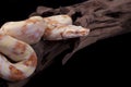 Albino Boa constrictor on a piece of wood Royalty Free Stock Photo