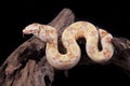 Albino Boa constrictor on a piece of wood