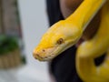 The Albino boa constrictor snake is a member of the family Boidae, found in tropical North, Central, and South America.