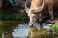 Albino buffalo asia drinking water in pond Royalty Free Stock Photo