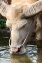 Albino buffalo Asia drinking water in pond Royalty Free Stock Photo