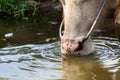 Albino buffalo Asia drinking water in pond Royalty Free Stock Photo