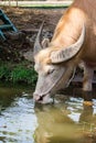 Albino buffalo Asia drinking water in pond Royalty Free Stock Photo