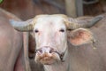 Albino buffalo