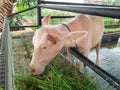 Albino buffalo in the byte eating grass. Stock photo.