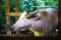 Albino Buffalo