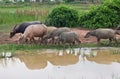 Albino buffalo, different from group.