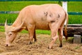 Albino buffalo in the farm