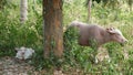 Albino buffalo among green vegetation. Large well maintained bull grazing in greenery, typical landscape of coconut palm Royalty Free Stock Photo