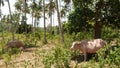 Albino buffalo among green vegetation. Large well maintained bull grazing in greenery, typical landscape of coconut palm Royalty Free Stock Photo