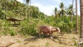 Albino buffalo among green vegetation. Large well maintained bull grazing in greenery, typical landscape of coconut palm Royalty Free Stock Photo