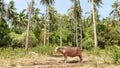 Albino buffalo among green vegetation. Large well maintained bull grazing in greenery, typical landscape of coconut palm Royalty Free Stock Photo