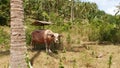 Albino buffalo among green vegetation. Large well maintained bull grazing in greenery, typical landscape of coconut palm Royalty Free Stock Photo