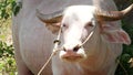 Albino buffalo among green vegetation. Large well maintained bull grazing in greenery, typical landscape of coconut palm Royalty Free Stock Photo