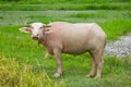 Albino buffalo in the rice field Royalty Free Stock Photo