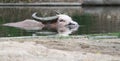 Albino buffalo In the water.