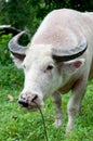 Albino buffalo (white buffalo) looking to camera Royalty Free Stock Photo