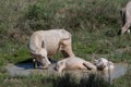 Albino buffalo