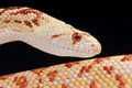 Albino bullsnake Royalty Free Stock Photo