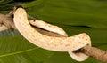 Albino bullsnake around branch