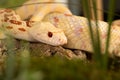 Albino bullsnake Royalty Free Stock Photo