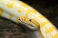 Albino Burmese Python