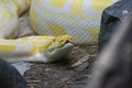 Albino Burmese  Python bivittatus Python Snake Royalty Free Stock Photo