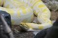 Albino Burmese  Python bivittatus Python Snake Royalty Free Stock Photo
