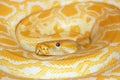 Albino Burmese Python