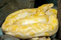 Albino Burmese Python Python molurus bivittatus. Golden yellow snake  lying on ground Royalty Free Stock Photo