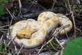 Albino Burmese Python Python molurus bivittatus Royalty Free Stock Photo