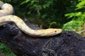 Albino Burmese Python Python molurus bivittatus Royalty Free Stock Photo