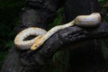 Albino Burmese Python Python molurus bivittatus Royalty Free Stock Photo