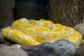 Albino Burmese Python Python molurus bivittatus. Golden yellow snake lying  on ground Royalty Free Stock Photo