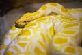 Albino Burmese Python Python molurus bivittatus. Golden yellow snake lying on ground. Close-up, selective focus Royalty Free Stock Photo