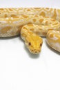 Albino Burmese Python Python molurus bivittatus