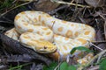 Albino Burmese Python Python molurus bivittatus Royalty Free Stock Photo