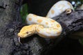 Albino Burmese Python Python molurus bivittatus Royalty Free Stock Photo