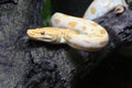 Albino Burmese Python Python molurus bivittatus Royalty Free Stock Photo