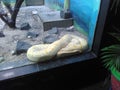 Albino  Burmese Python resting in the Enclosure Royalty Free Stock Photo