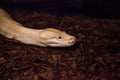 Albino Burmese python snake Python bivittatus