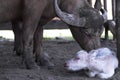 ALBINO CALF BUFFALO