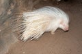 Albino Cape porcupine